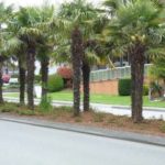 Palm-lined street in Tsawwassen, Delta, within the Tsawwassen Business Improvement Area proposed for renewal