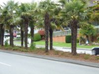 Palm-lined street in Tsawwassen, Delta, within the Tsawwassen Business Improvement Area proposed for renewal