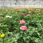 Burnaby Lake Greenhouses