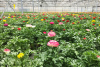 Burnaby Lake Greenhouses