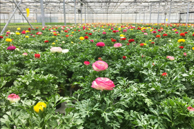Burnaby Lake Greenhouses