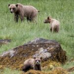 Grizzly bear walking in forested area in British Columbia