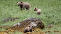 Grizzly bear walking in forested area in British Columbia
