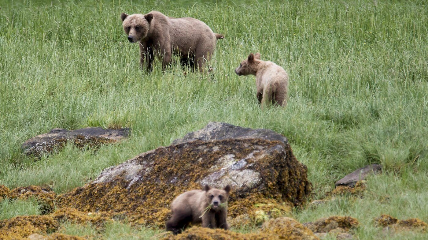 Grizzly bear walking in forested area in British Columbia