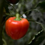 Agricultural land and food production facilities in British Columbia amid discussions about rising costs and unused land access.