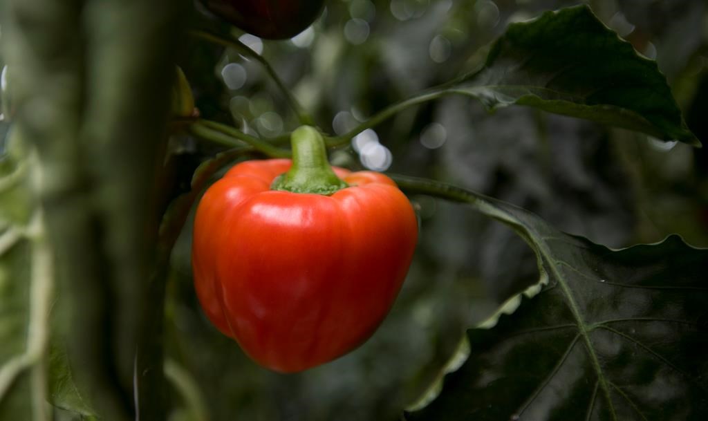 Agricultural land and food production facilities in British Columbia amid discussions about rising costs and unused land access.