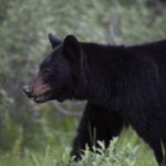 Black bear walking near a residential area in Mission, British Columbia