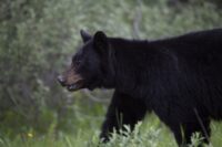 Black bear walking near a residential area in Mission, British Columbia