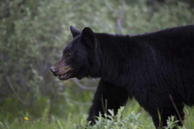 Black bear walking near a residential area in Mission, British Columbia